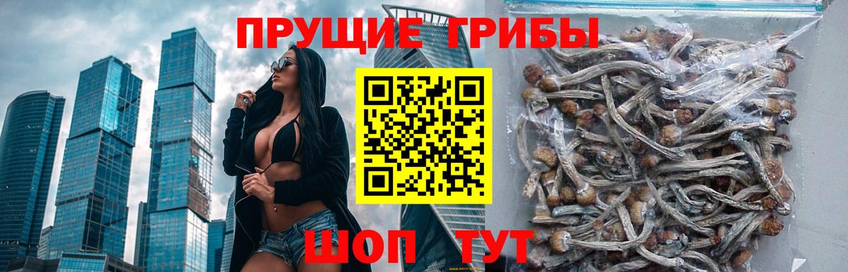 Псилоцибиновые грибы мицелий  наркотики  Псилоцибиновые грибы Psilocybe  Россия  Вход с VPN 